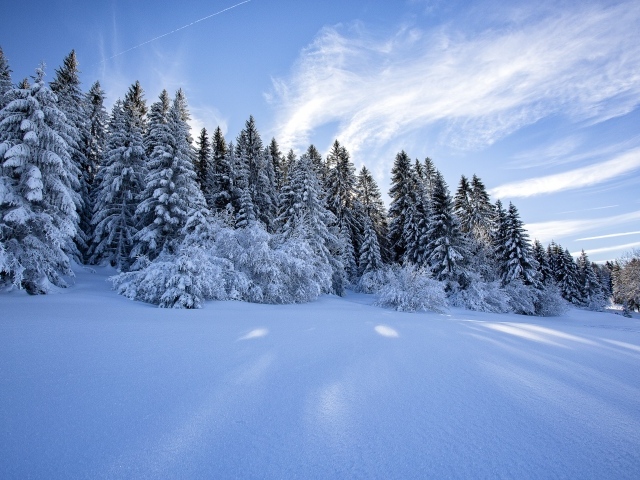Красивый вид на заснеженные ели под голубым небом зимой