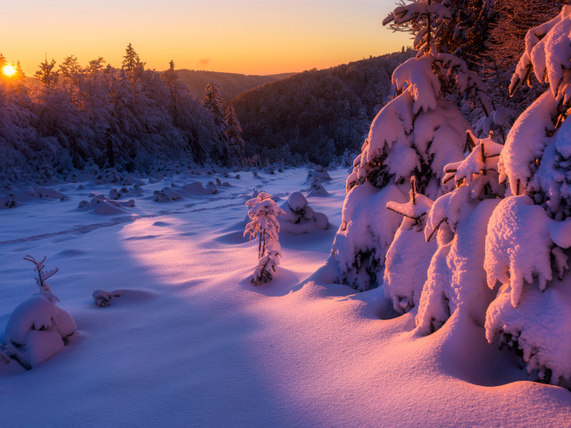 Рассвет яркого зимнего солнца в заснеженном лесу