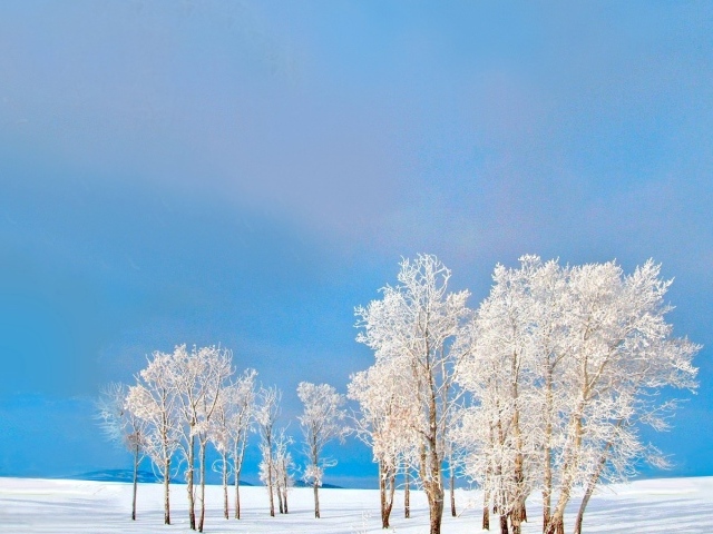 Покрытые снегом деревья на фоне голубого неба зимой