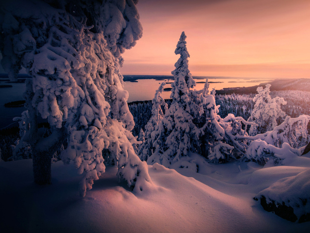 Заснеженные ели в зимнем лесу на фоне неба на закате