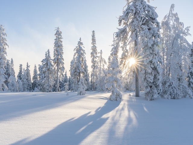 Высокие заснеженные деревья солнечным зимним днем