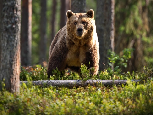 Большой бурый медведь в лесу на траве