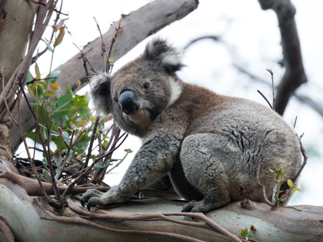 Большая коала сидит на ветке дерева