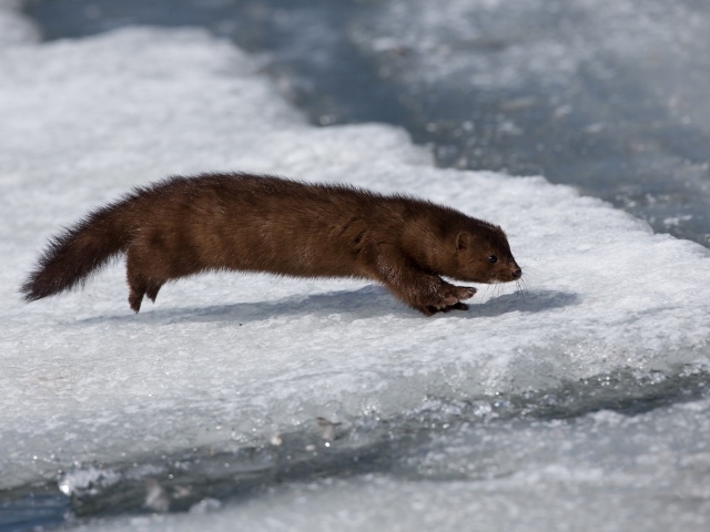Хищная куница охотится на льду 