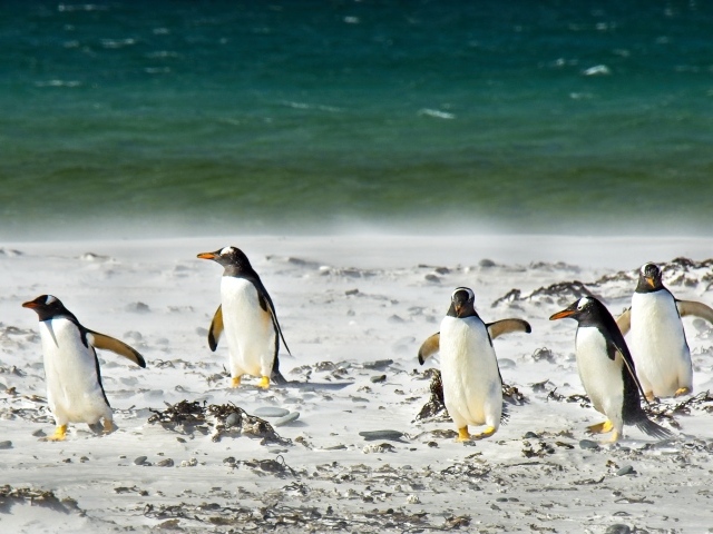 Стая пингвинов на снегу у моря