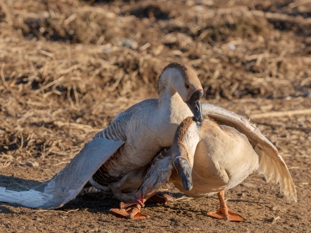 Пара серых гусей в лучах солнца 