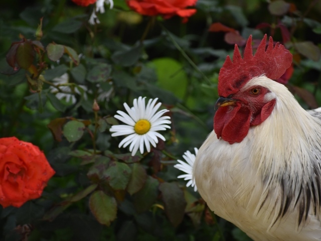 Красивый большой домашний петух на фоне роз