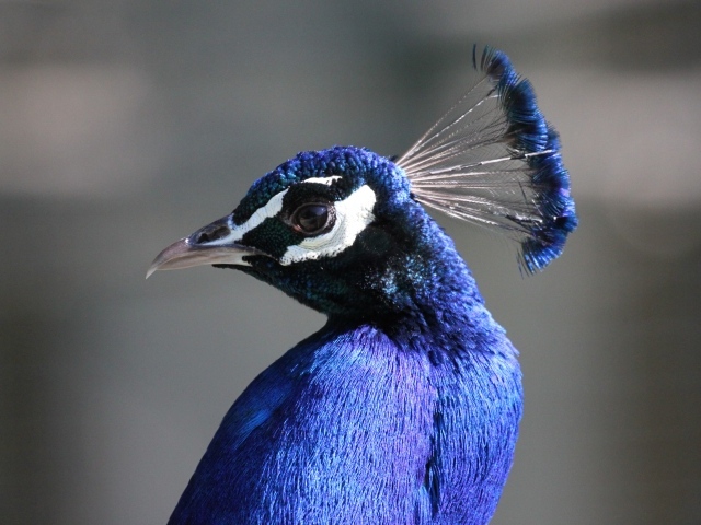 Красивый синий павлин на сером фоне 