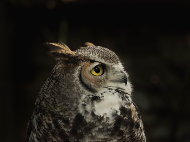 Красивая серая сова с желтыми глазами 