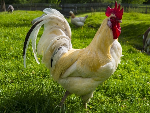 Красивый белый домашний петух на зеленой траве 