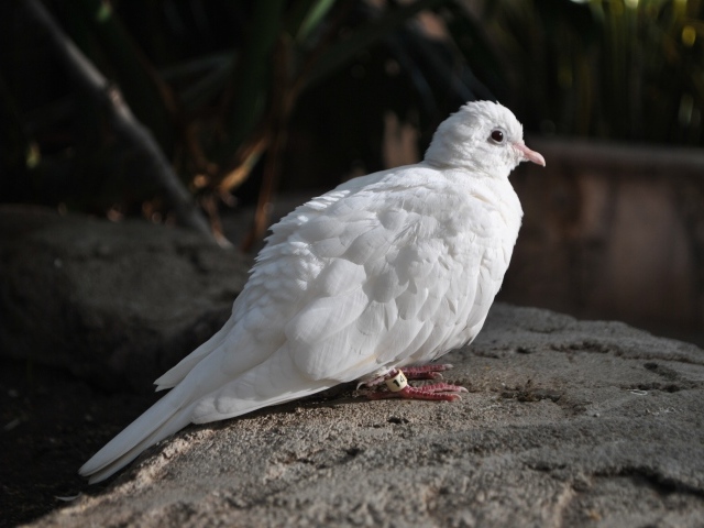 Красивый белый голубь сидит на камне