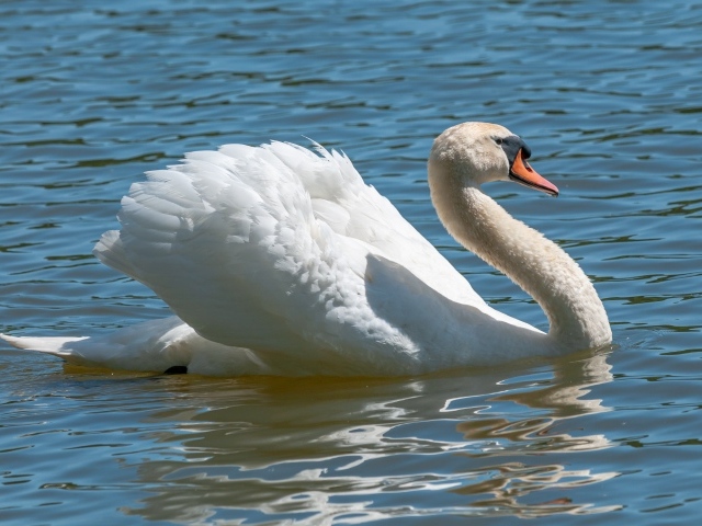 Красивый белый лебедь в воде в лучах солнца