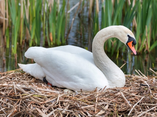 Красивый белый лебедь сидит с яйцами на гнезде