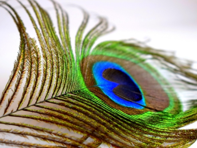 Большое красивое перо павлина крупным планом