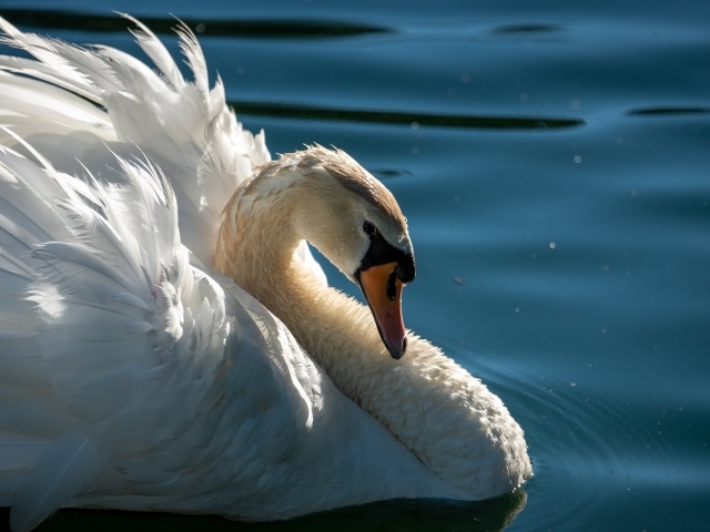 Большой красивый белый лебедь в воде крупным планом