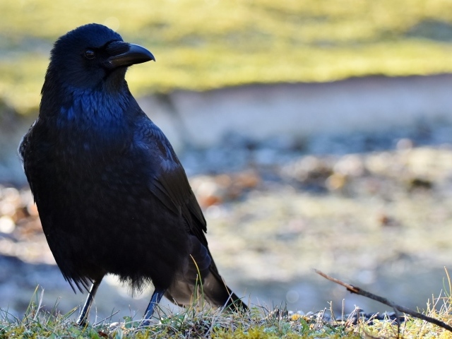 Большой черный ворон крупным планом