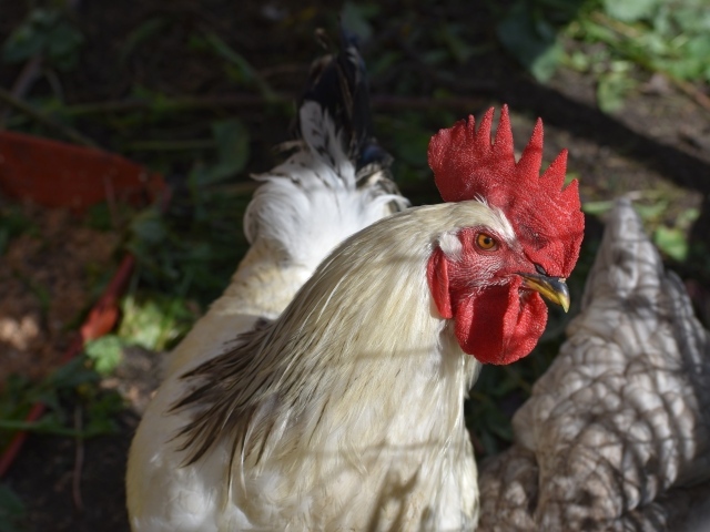 Большой домашний петух во дворе 