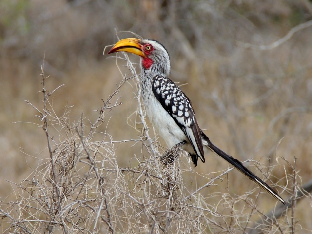 Большая  птица носорог сидит на ветке 