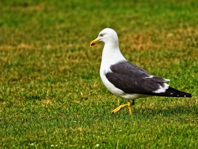 Большая чайка гуляет по зеленой траве