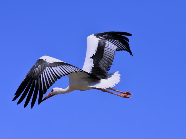 Большой аист с черными крыльями на голубом фоне