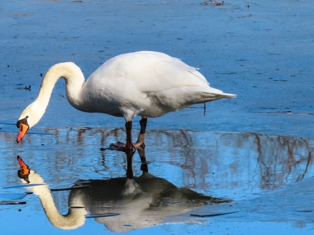 Большой белый лебедь в луже 