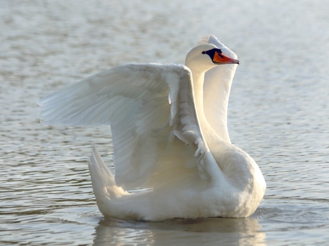Большой белый лебедь расправил крылья в пруду