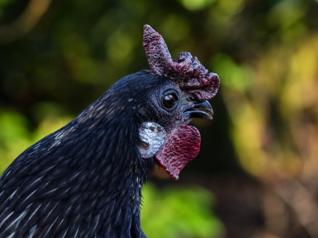 Черная домашняя курица крупным планом
