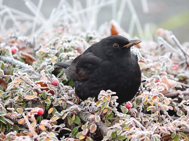 Черный дрозд сидит на покрытых инеем ветках