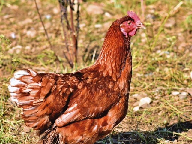 Коричневая домашняя курица на улице 