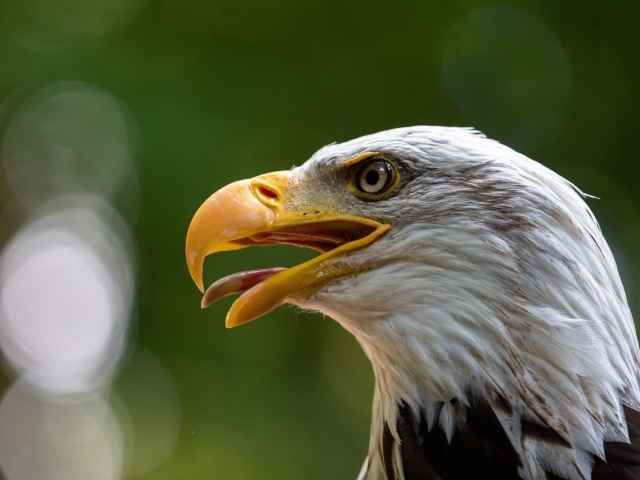 Орел с острым открытым клювом 