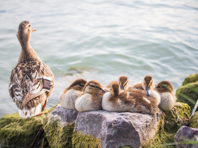 Серая утка с утятами на камне