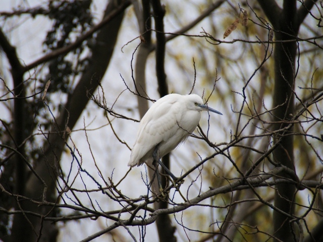 Большая белая цапля сидит на ветке дерева 