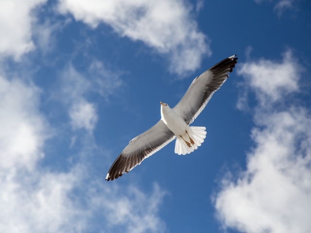 Большая серая чайка в голубом небе 