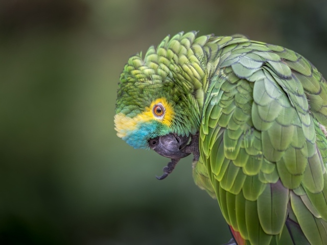 Зеленый попугай чистит лапу 