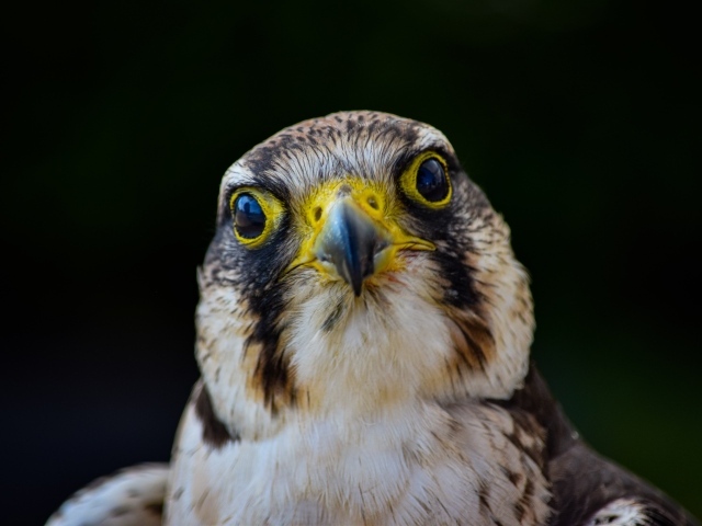 Голова хищного сокола с острым клювом крупным планом