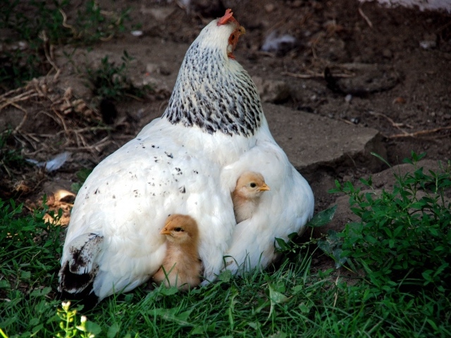 Курица наседка греет маленьких цыплят