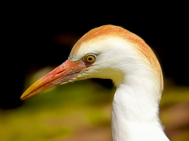 Голова цапли с острым клювом 