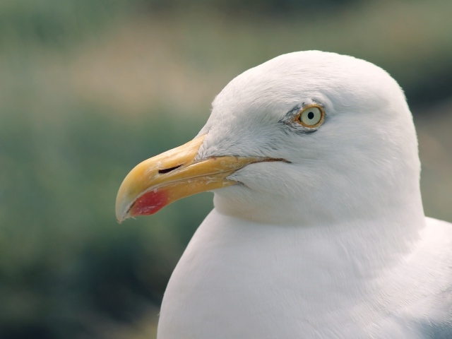 Голова белой чайки с острым клювом
