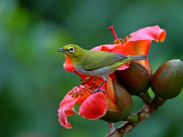 Японская Белоглазка сидит на красном цветке 