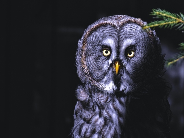 Большая серая сова с желтыми глазами на ветке ночью 