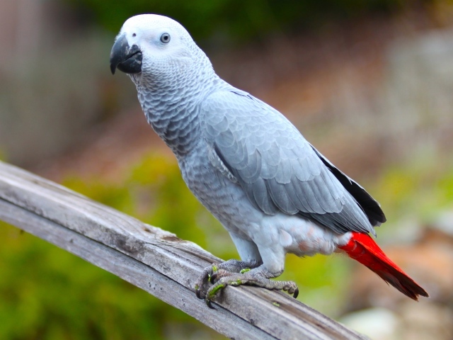 Большой серый попугай жако на ветке 