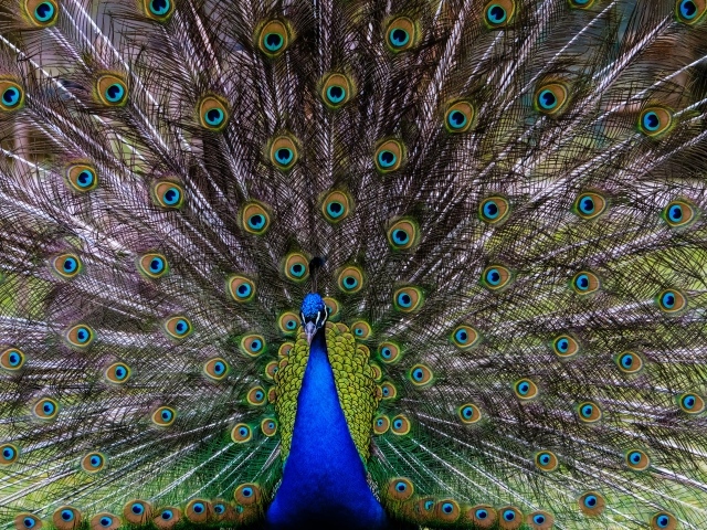 Большой павлин с красивым хвостом 