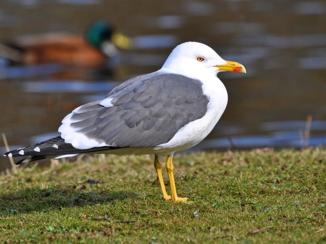 Большая чайка на траве у воды 
