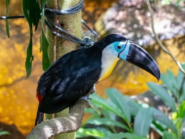 Большой тукан с острым черным клювом на ветке 