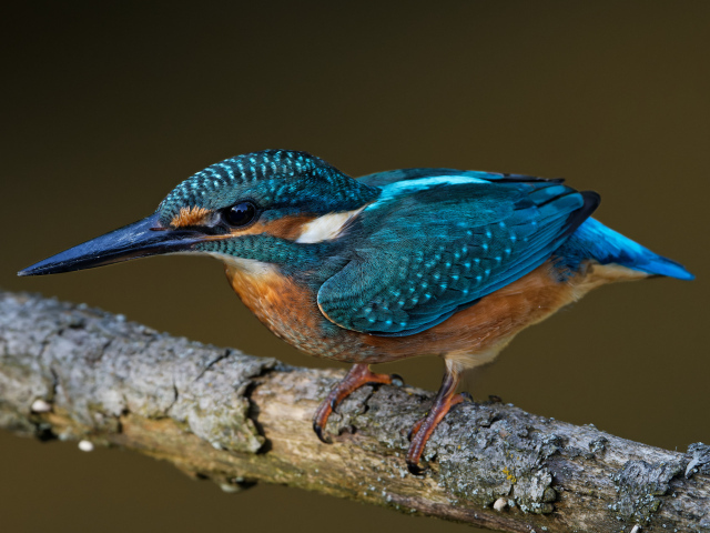 Маленькая голубая птичка зимородок на ветке дерева 