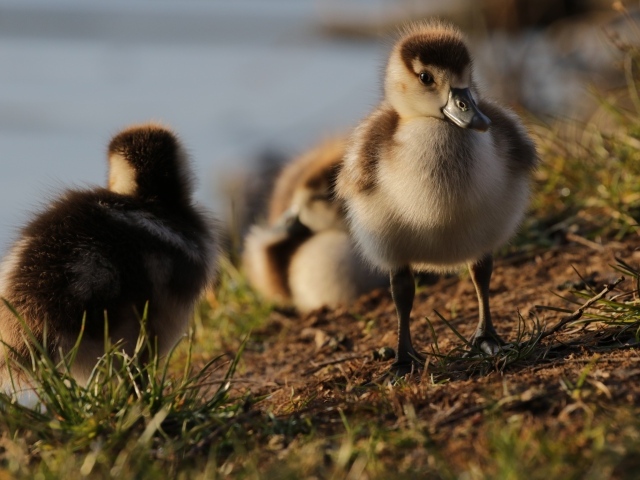 Маленькие утята на берегу озера