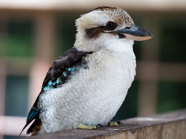 Маленькая птичка кукабара крупным планом 
