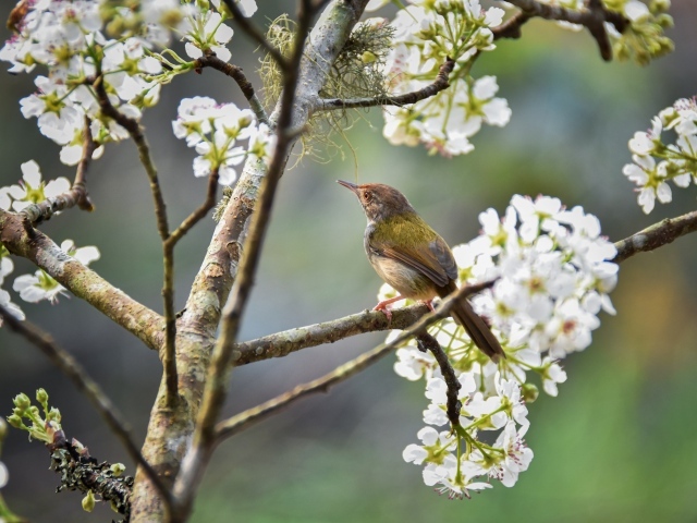 Маленький дрозд сидит на цветущей вишне 