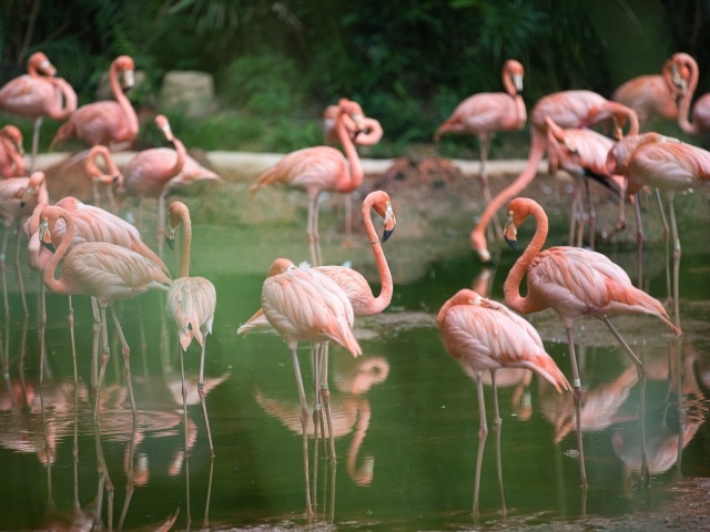 Много розовых фламинго  в воде в зоопарке 