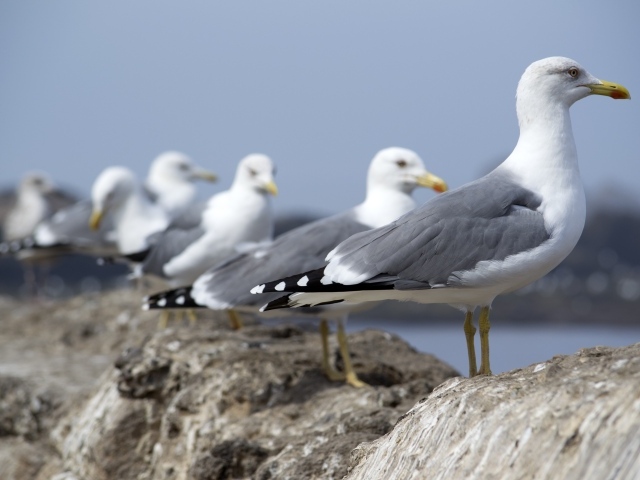 Много морских чаек сидит на камнях 